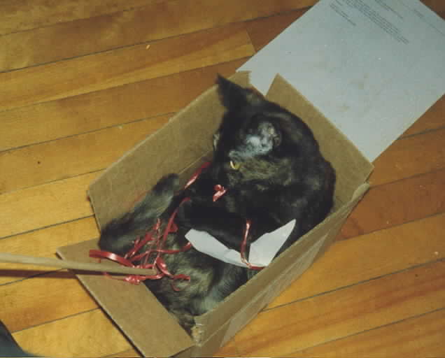kitten in a box.